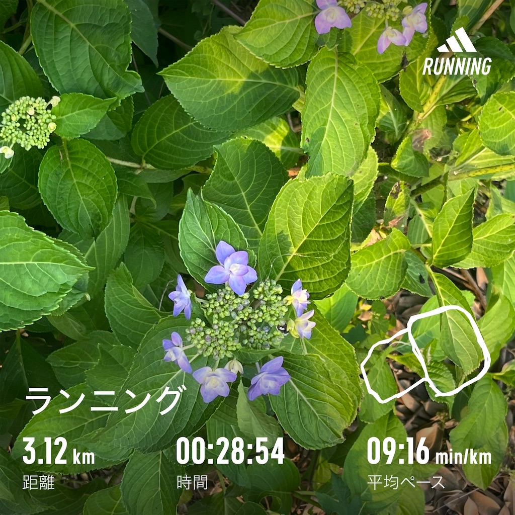 f:id:meeeko607:20240522115026j:image