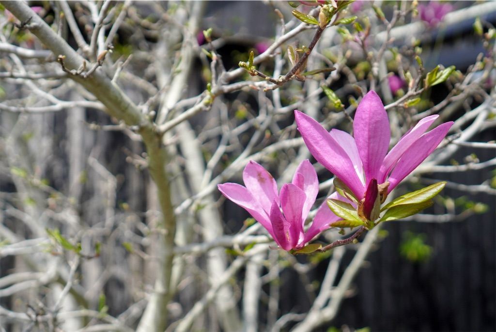 f:id:meeeko607:20240601215529j:image f:id:meeeko607:20240601215529j:image