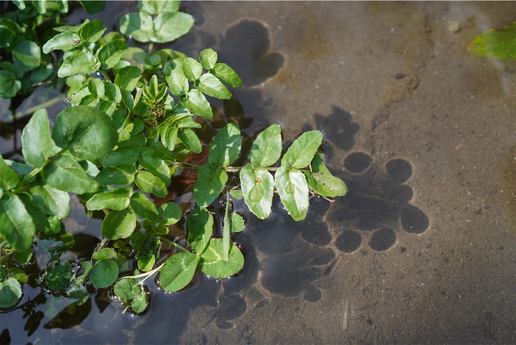 f:id:meeeko607:20240601215540j:image f:id:meeeko607:20240601215540j:image