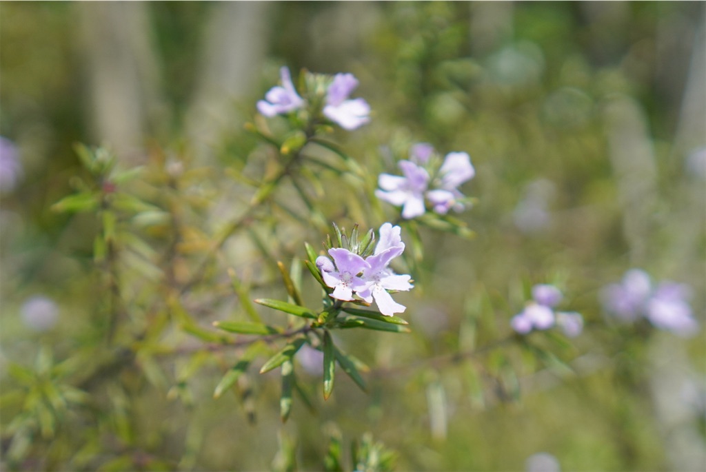 f:id:meeeko607:20240601215548j:image f:id:meeeko607:20240601215548j:image