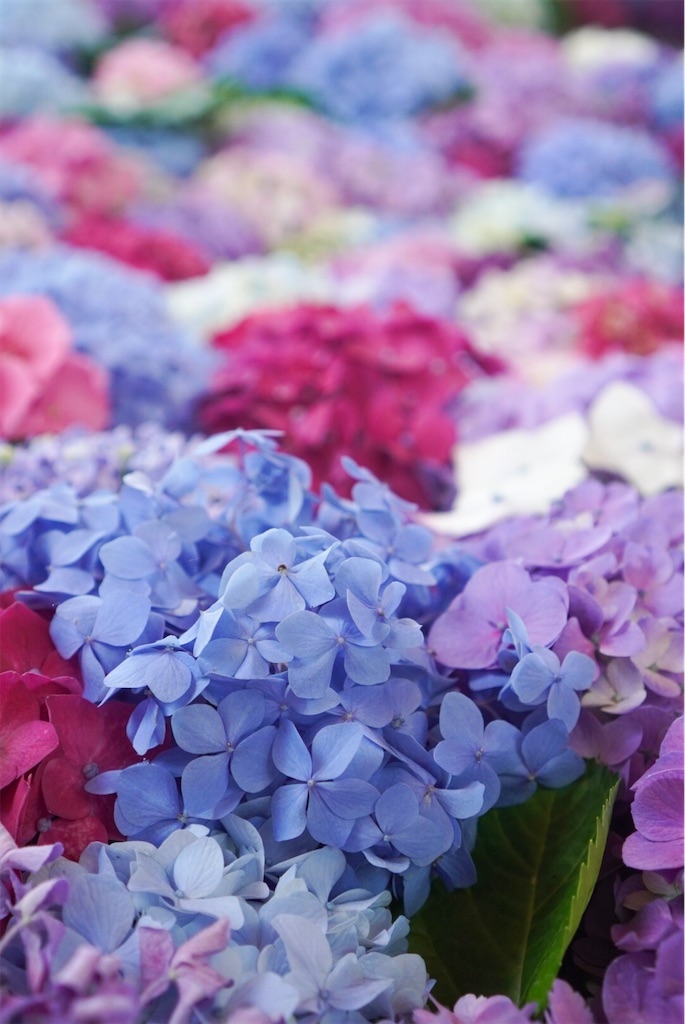 f:id:meeeko607:20240615222624j:image f:id:meeeko607:20240615222624j:image