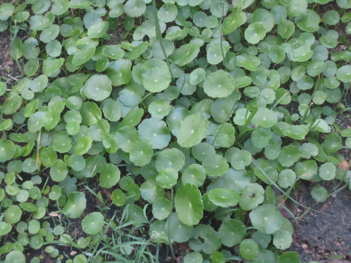f:id:meeenjoi:20190725223130j:plain f:id:meeenjoi:20190725223130j:plain
