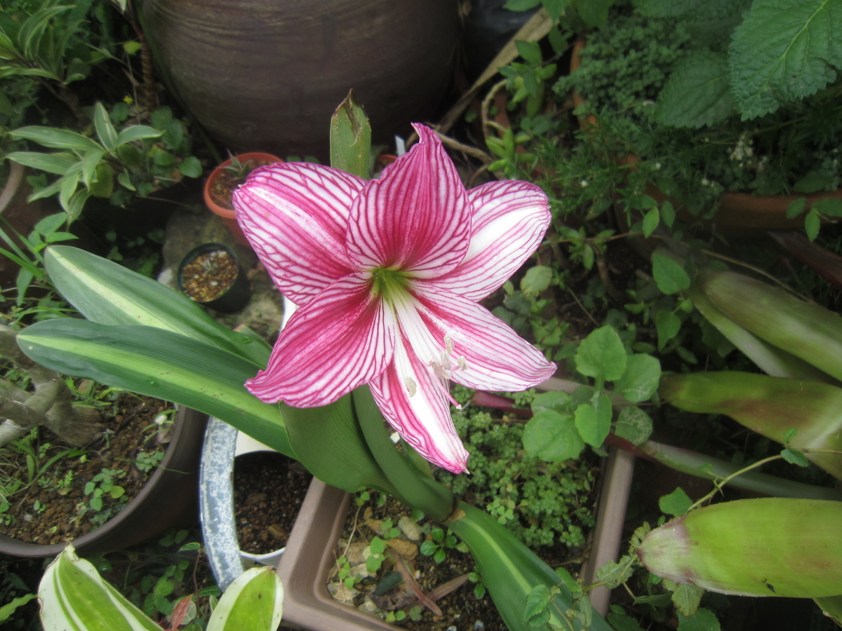 f:id:meeenjoi:20190923212101j:plain f:id:meeenjoi:20190923212101j:plain