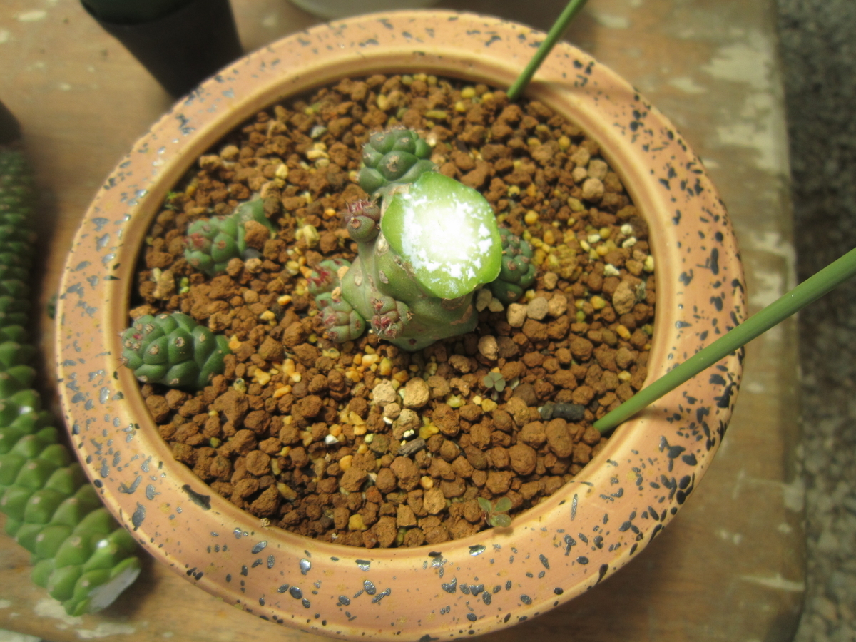 f:id:meeenjoi:20200612205913j:plain f:id:meeenjoi:20200612205913j:plain