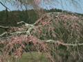 [花]2007年3月28日の瀧桜（又兵衛桜）