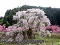 [桜]今日の瀧桜（2007年4月5日）