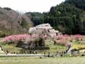 [桜]今日の瀧桜（2007年4月5日）木曜日の正午で人出はこれぐらい。