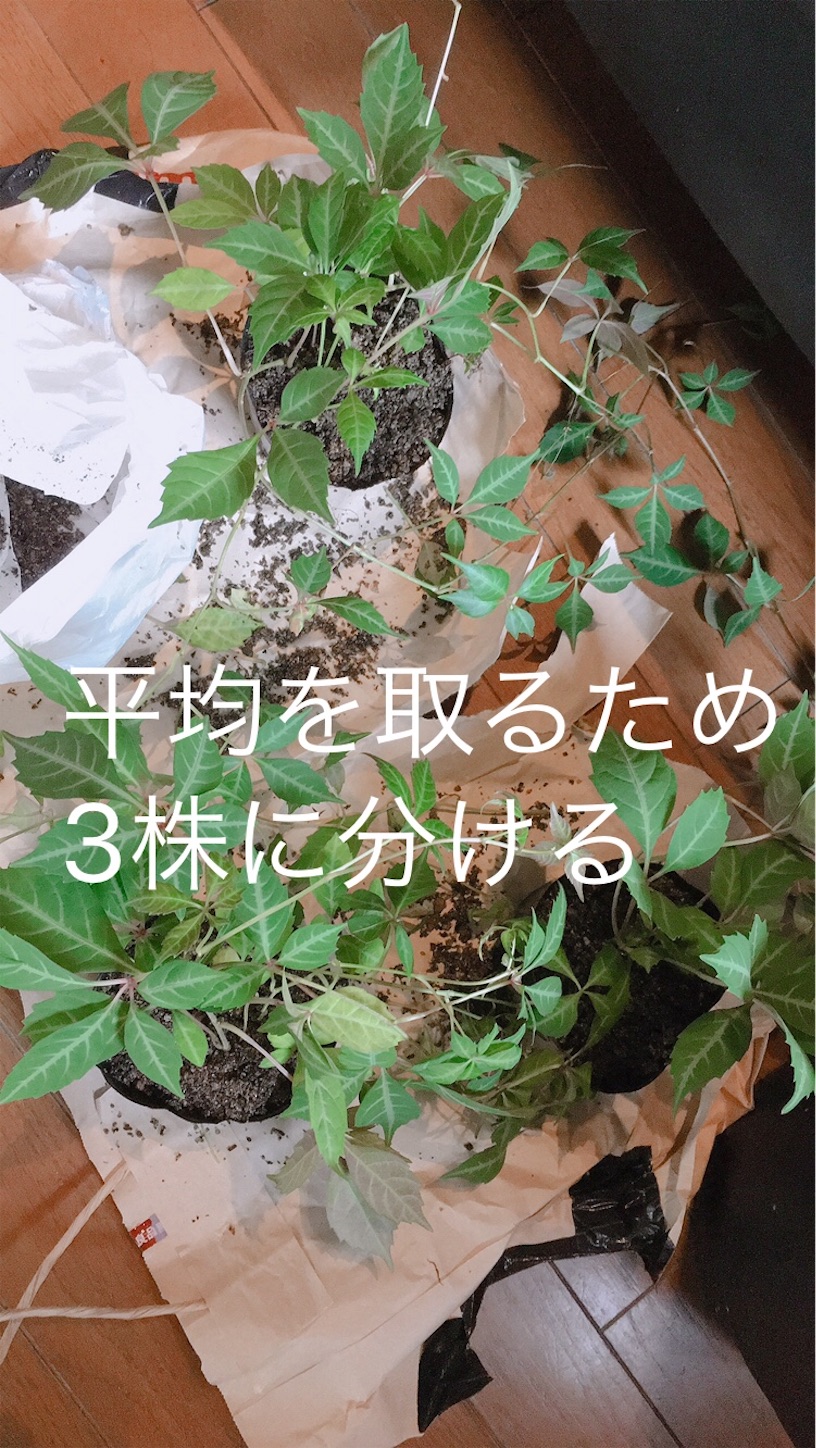 f:id:meg78:20200726172745j:image f:id:meg78:20200726172745j:image