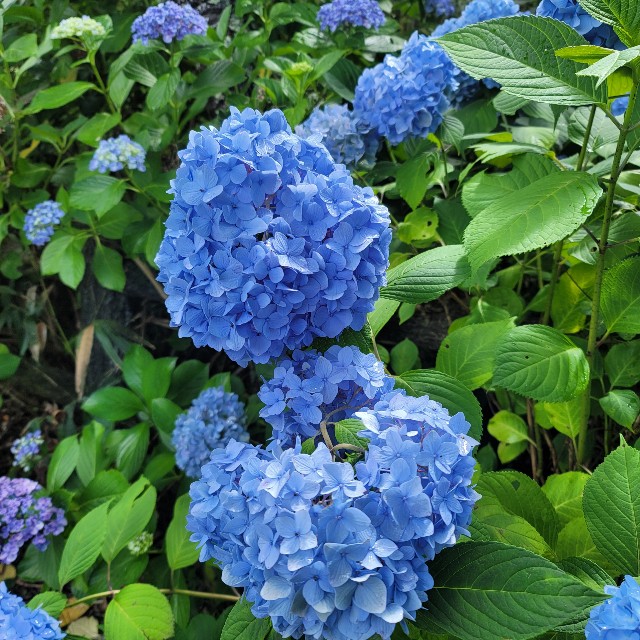 f:id:meg_hello2019:20230709080604j:image