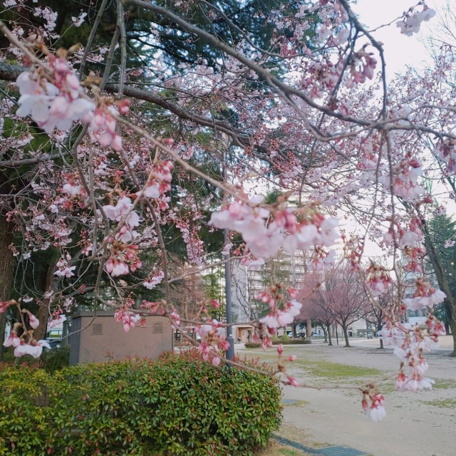 f:id:megacsc53:20200325171349j:image f:id:megacsc53:20200325171349j:image