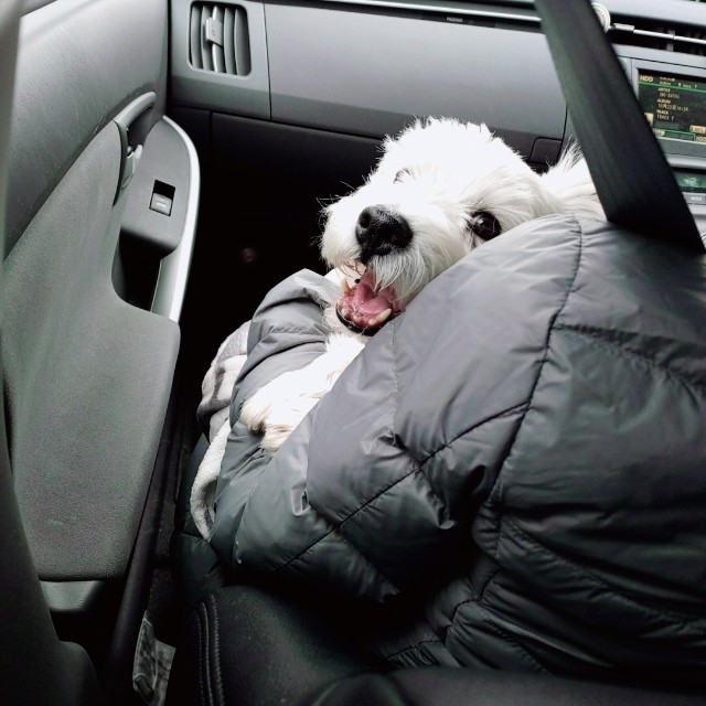 f:id:megacsc53:20200406025847j:image f:id:megacsc53:20200406025847j:image