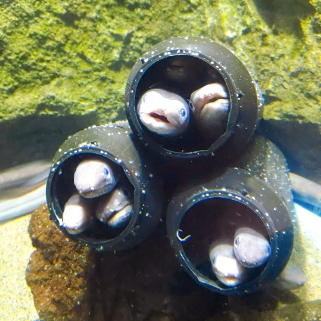 f:id:megacsc53:20200605162527j:image