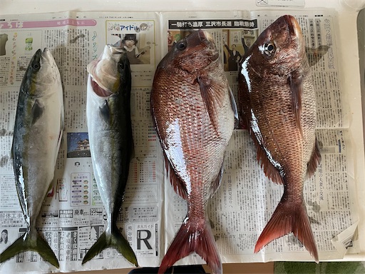 横浜町から出港して真鯛釣り