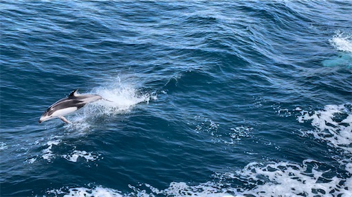群青イルカ◆自己紹介参照 陸奥湾のイルカウォッチングのベストシーズンが到来！ - メガネ先生の