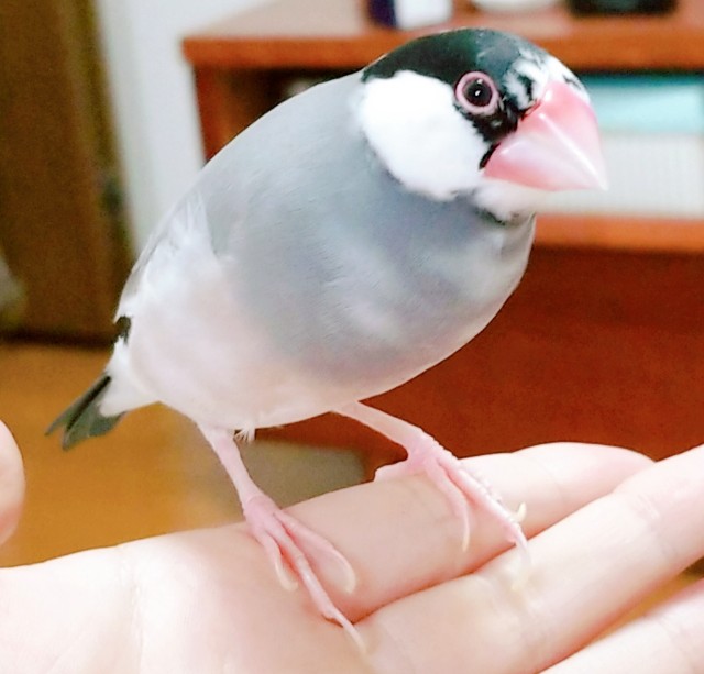 f:id:megane_twelve:20200717175037j:image f:id:megane_twelve:20200717175037j:image