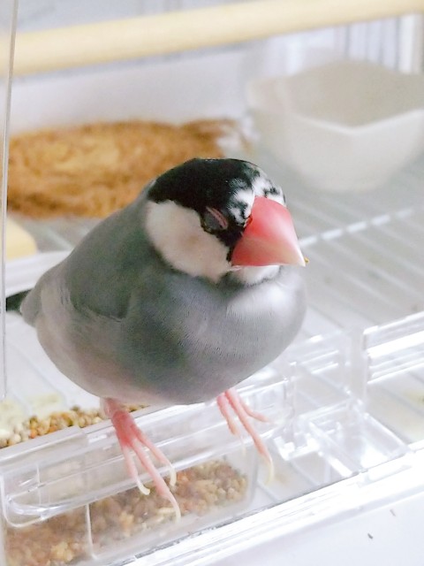 f:id:megane_twelve:20200724182949j:image f:id:megane_twelve:20200724182949j:image