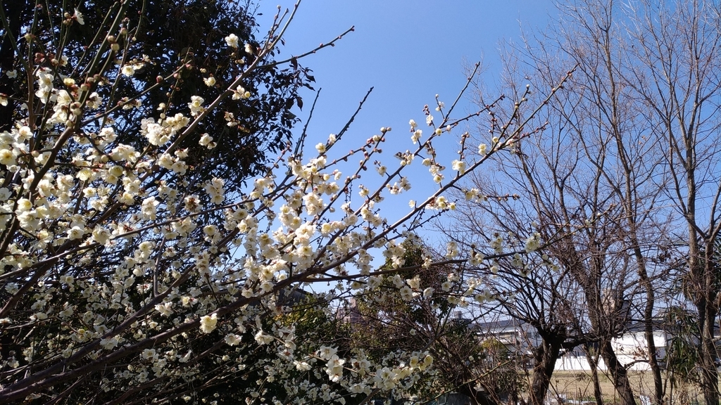 f:id:meganeman1226:20190301112303j:plain f:id:meganeman1226:20190301112303j:plain