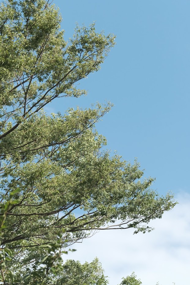 f:id:meganeya-moai:20190204165910j:plain