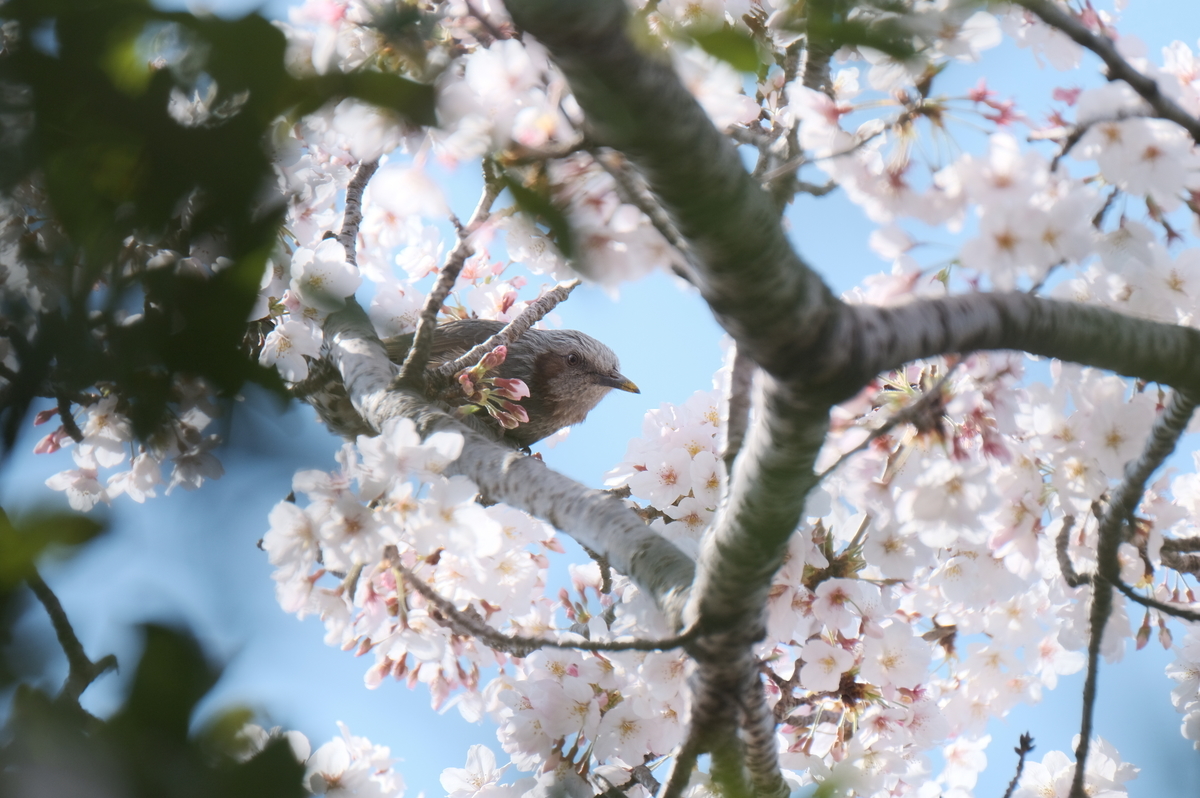 f:id:meganeya-moai:20190409132937j:plain
