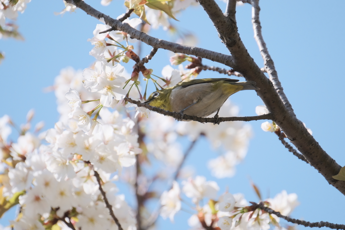 f:id:meganeya-moai:20190409135132j:plain