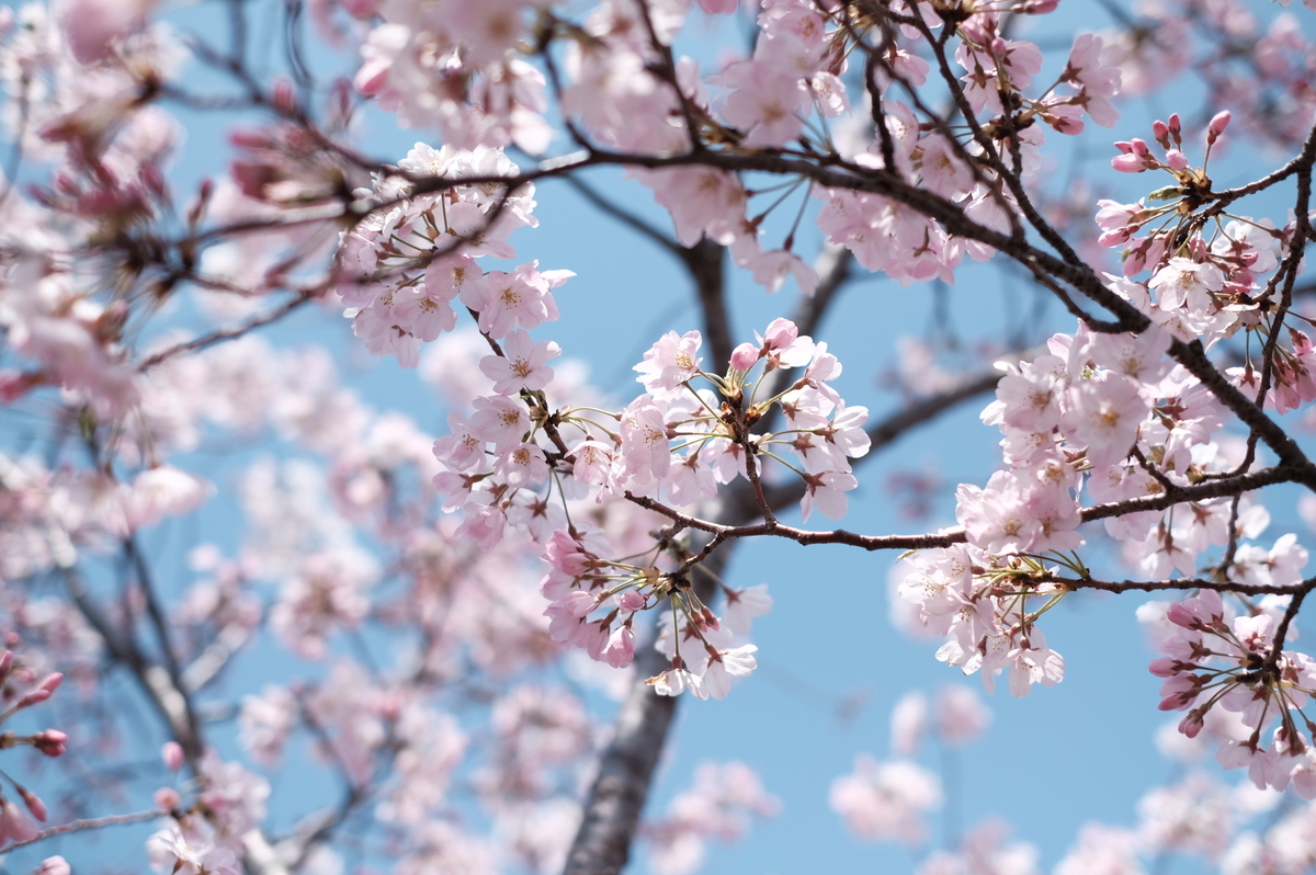 f:id:meganeya-moai:20200326114728j:plain