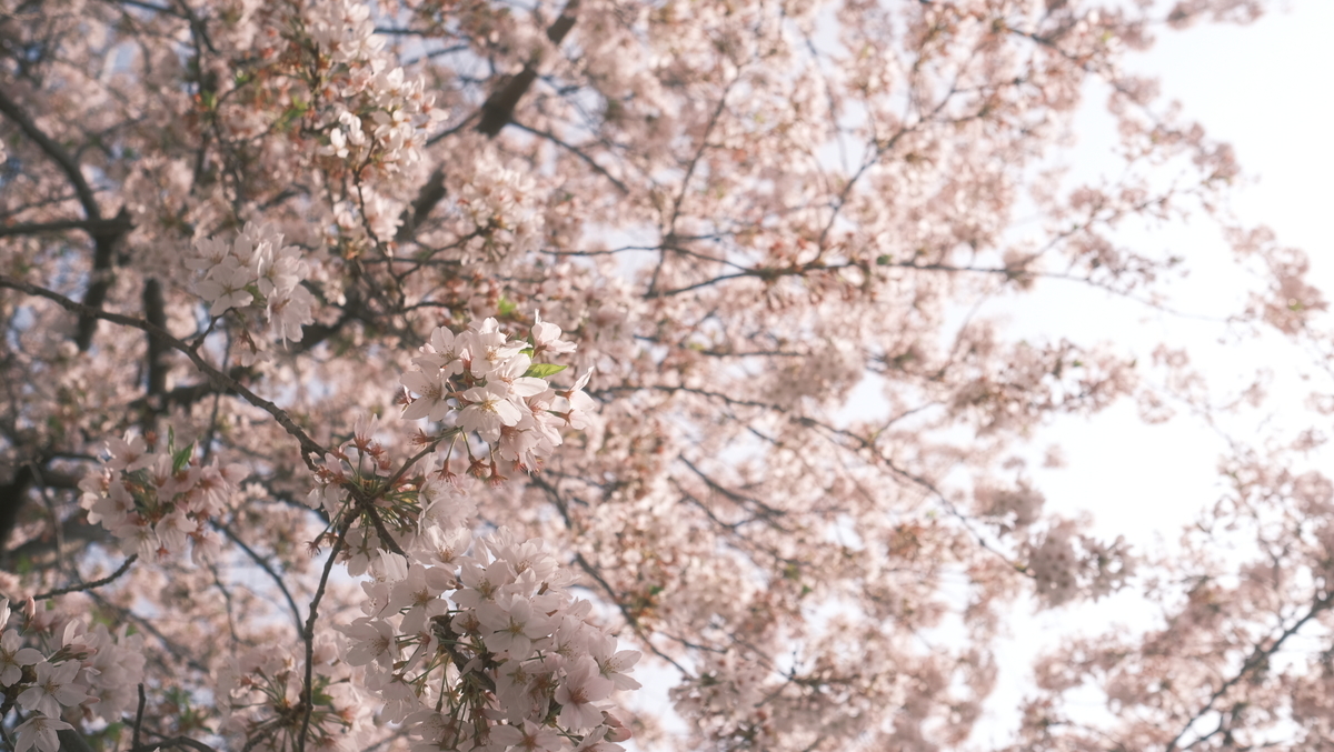 f:id:meganeya-moai:20210331075552j:plain