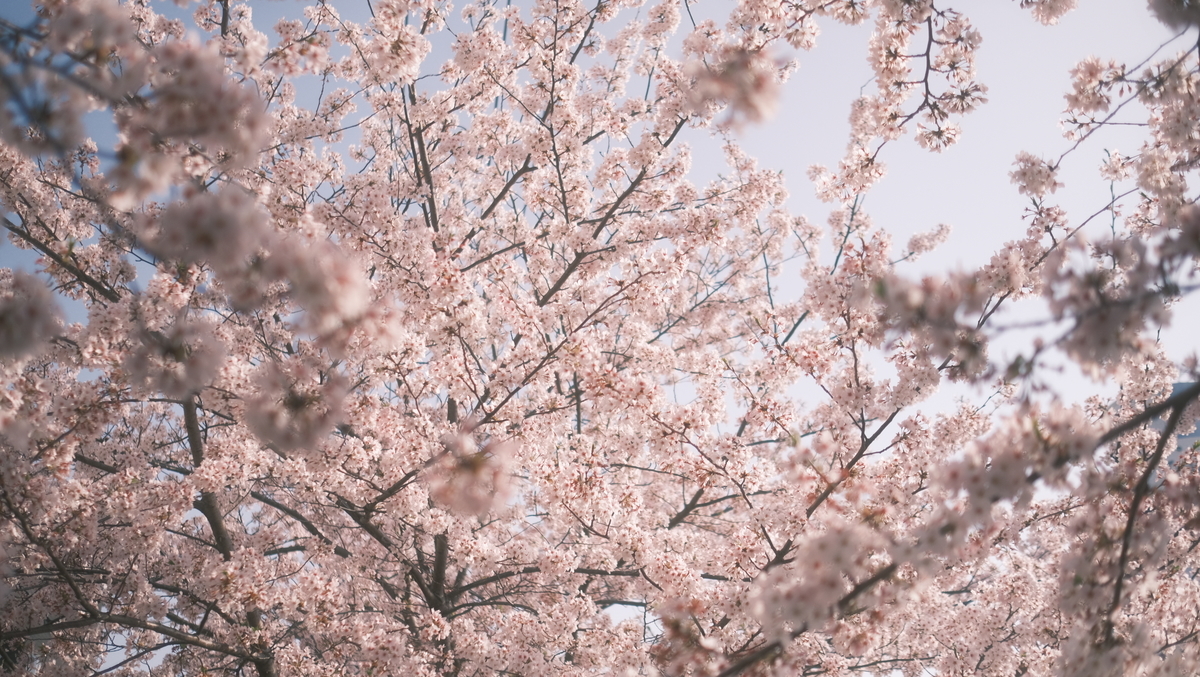 桜 FUJIFILM X-E4とXF35mm F1.4Rで鶴舞/七本松公園の桜を撮影してきました