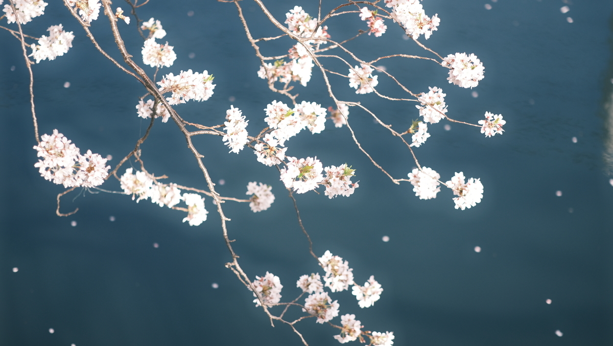 f:id:meganeya-moai:20210331081741j:plain