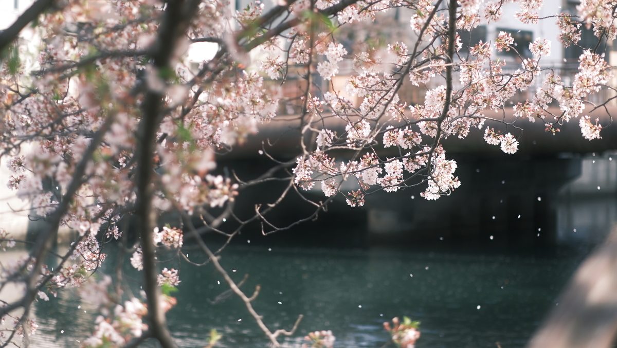 f:id:meganeya-moai:20210331084002j:plain