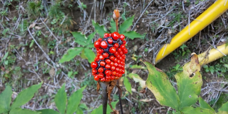 f:id:meganeyamada:20200222220950j:plain