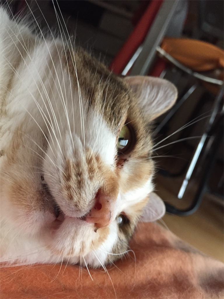 f:id:megmikke:20170725115437j:image f:id:megmikke:20170725115437j:image