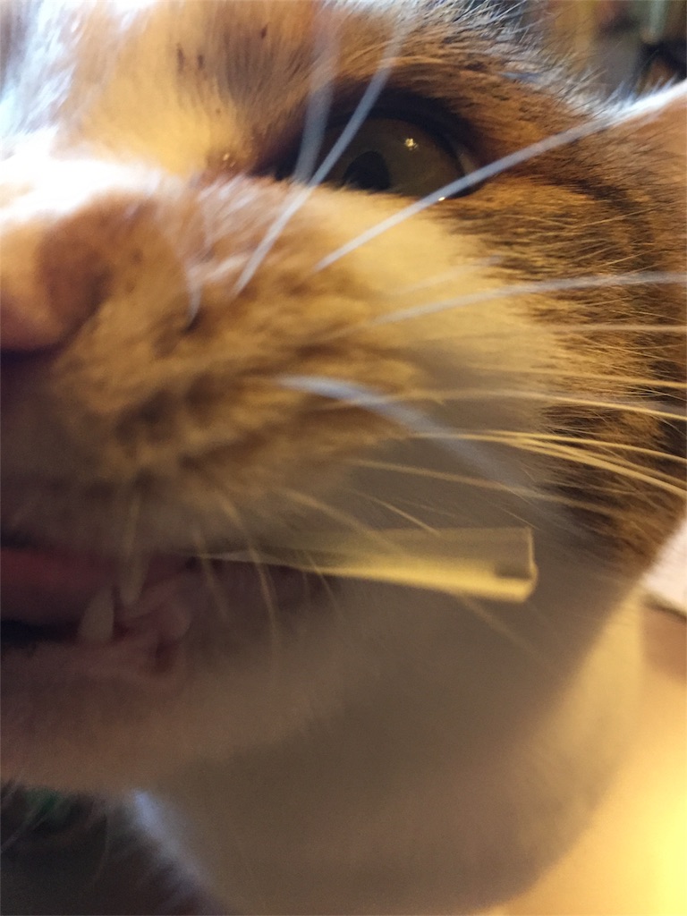 f:id:megmikke:20171217230634j:image