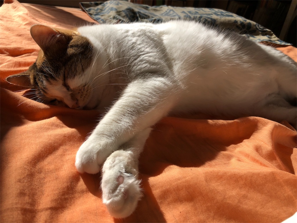 f:id:megmikke:20180104222106j:image