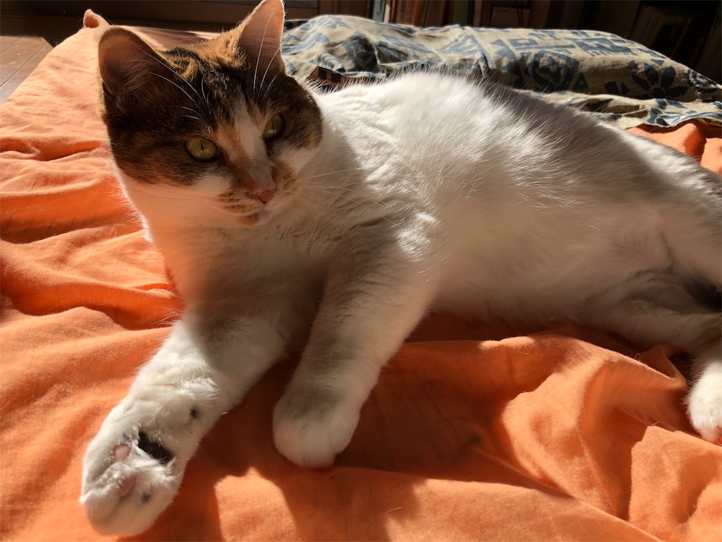 f:id:megmikke:20180104222154j:image