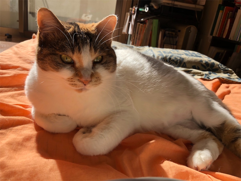 f:id:megmikke:20180104222246j:image