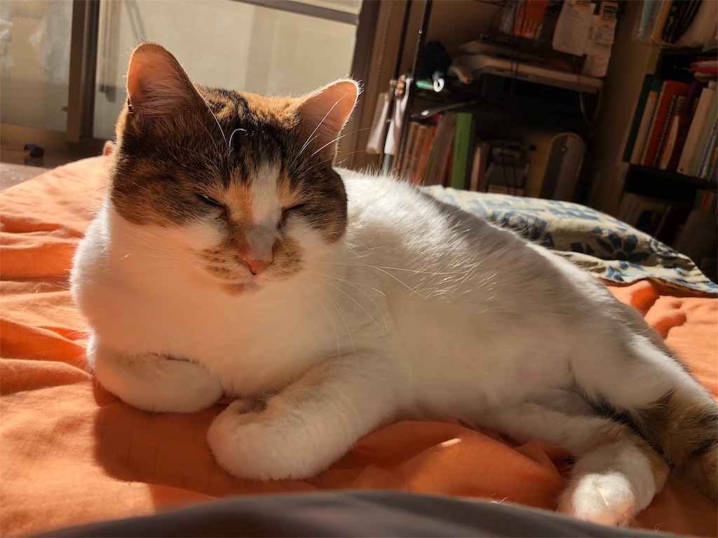 f:id:megmikke:20180104222507j:image