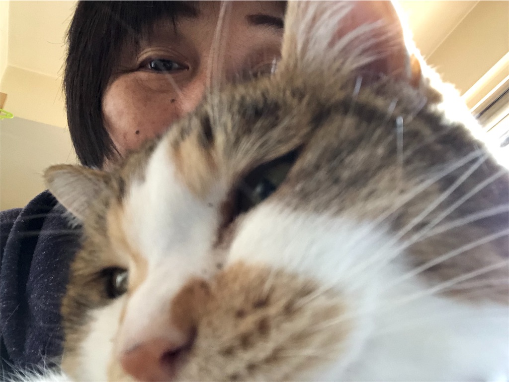 f:id:megmikke:20180213012102j:image