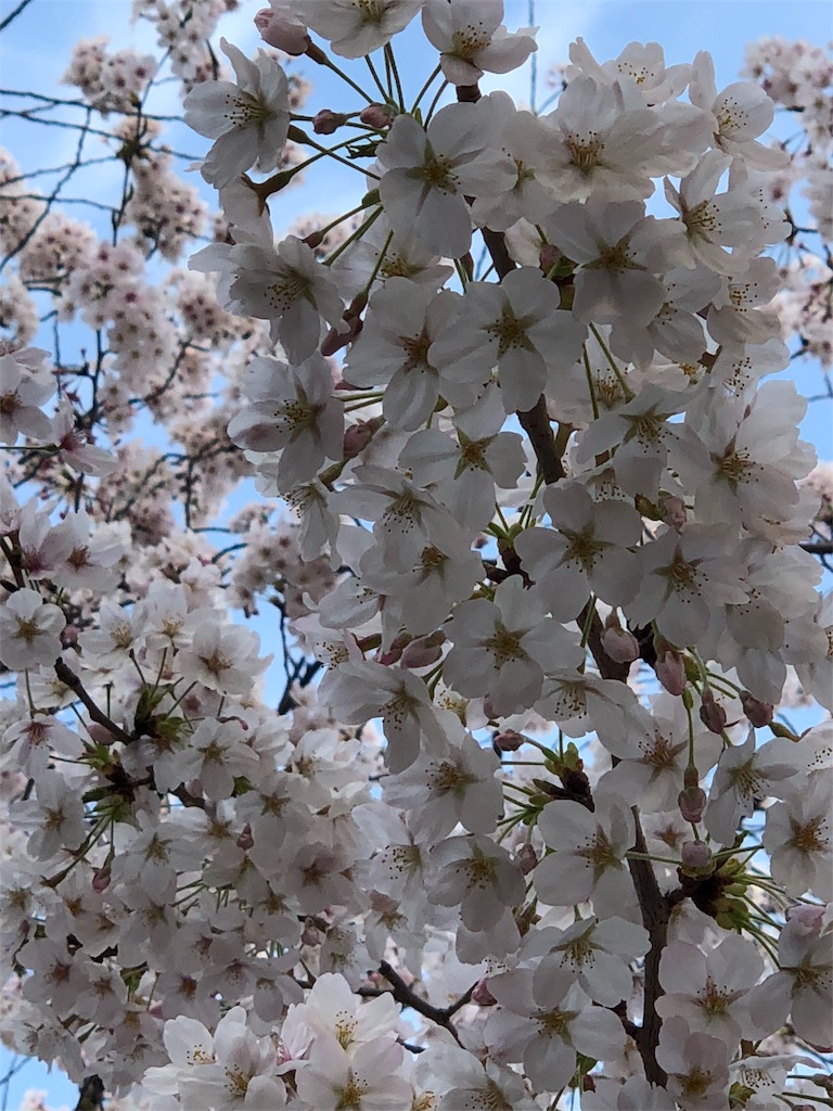 f:id:megmikke:20180326173149j:image
