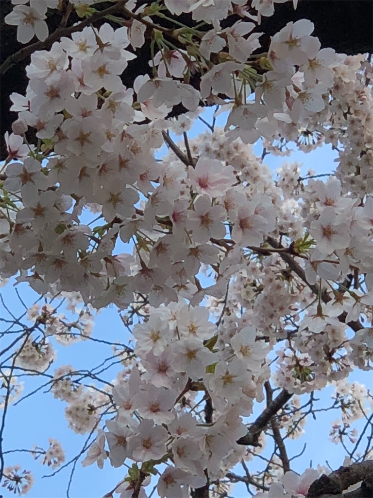 f:id:megmikke:20180326174145j:image