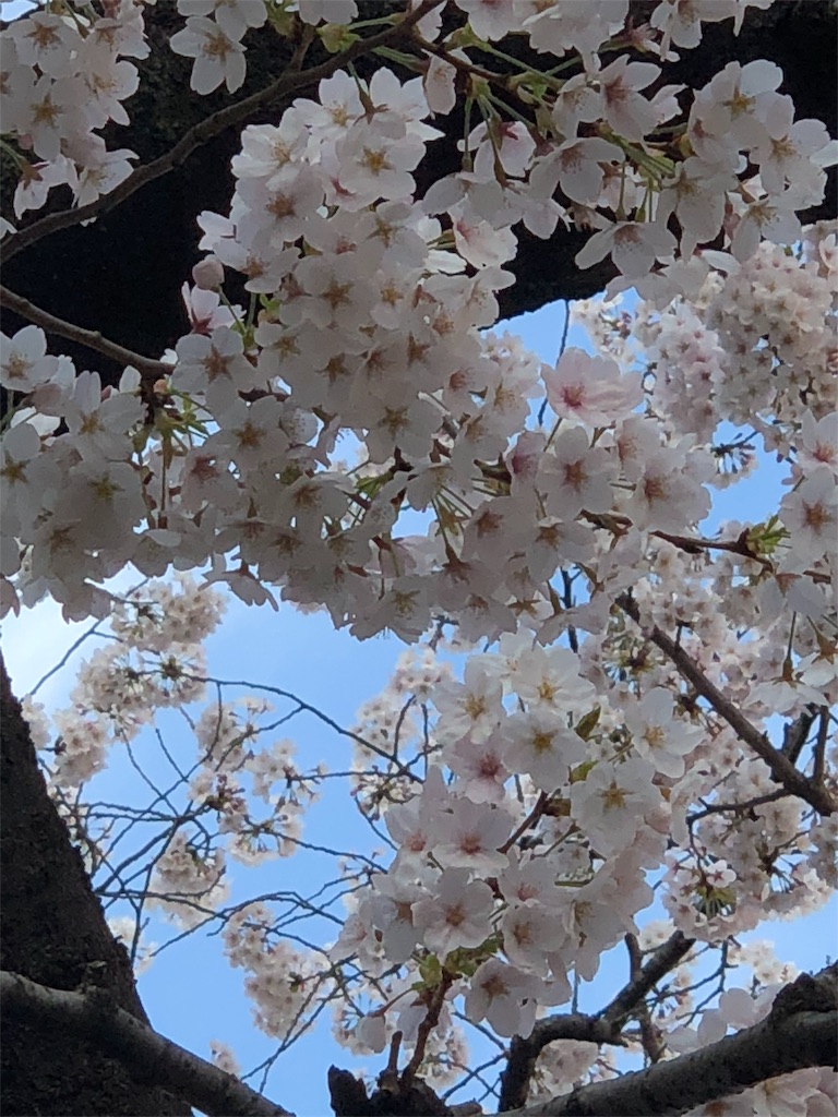 f:id:megmikke:20180326174200j:image