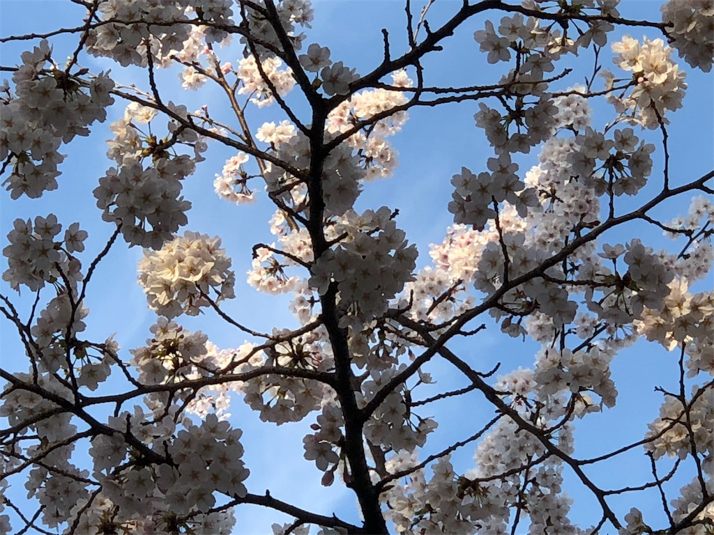f:id:megmikke:20180326174308j:image