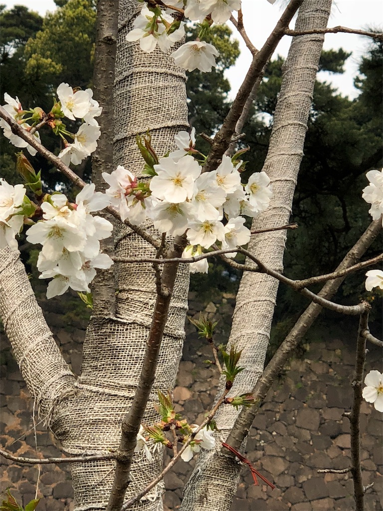 f:id:megmikke:20180402142613j:image