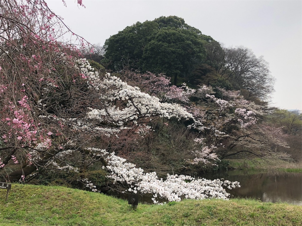 f:id:megmikke:20180402193112j:image