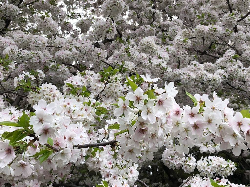 f:id:megmikke:20180402211227j:image
