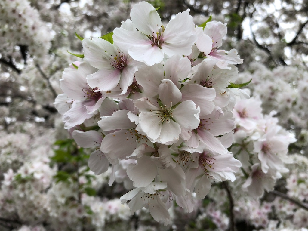 f:id:megmikke:20180402211250j:image