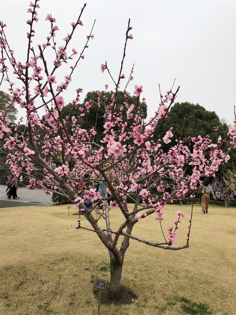 f:id:megmikke:20180402211314j:image