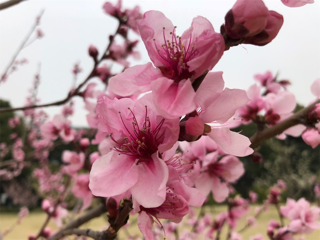 f:id:megmikke:20180402211403j:image