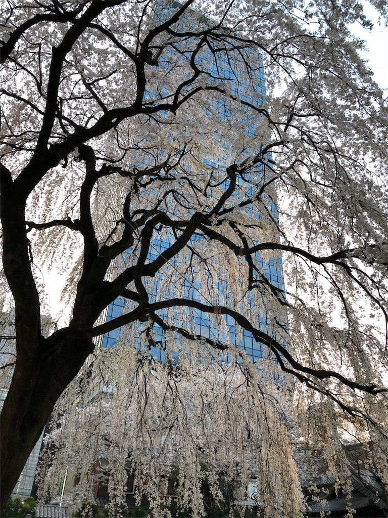 f:id:megmikke:20180403233631j:image