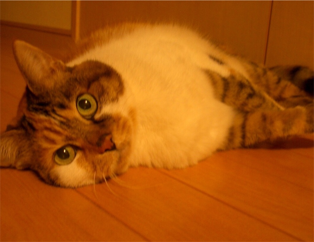 f:id:megmikke:20180605001144j:image