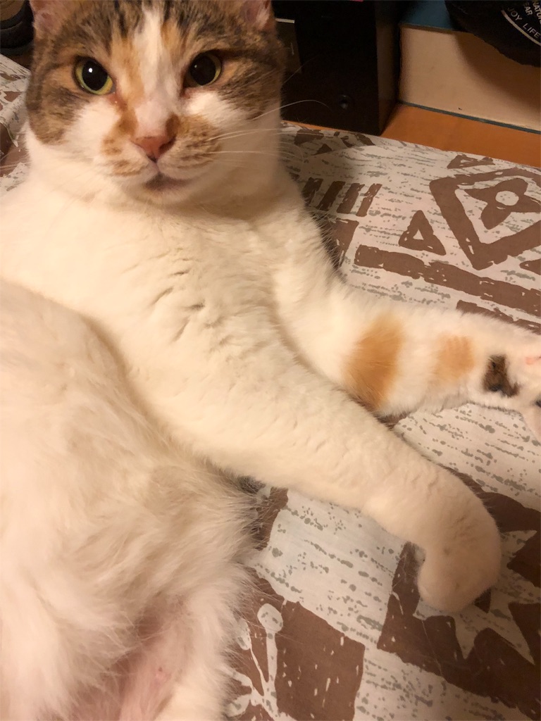 f:id:megmikke:20180605001520j:image